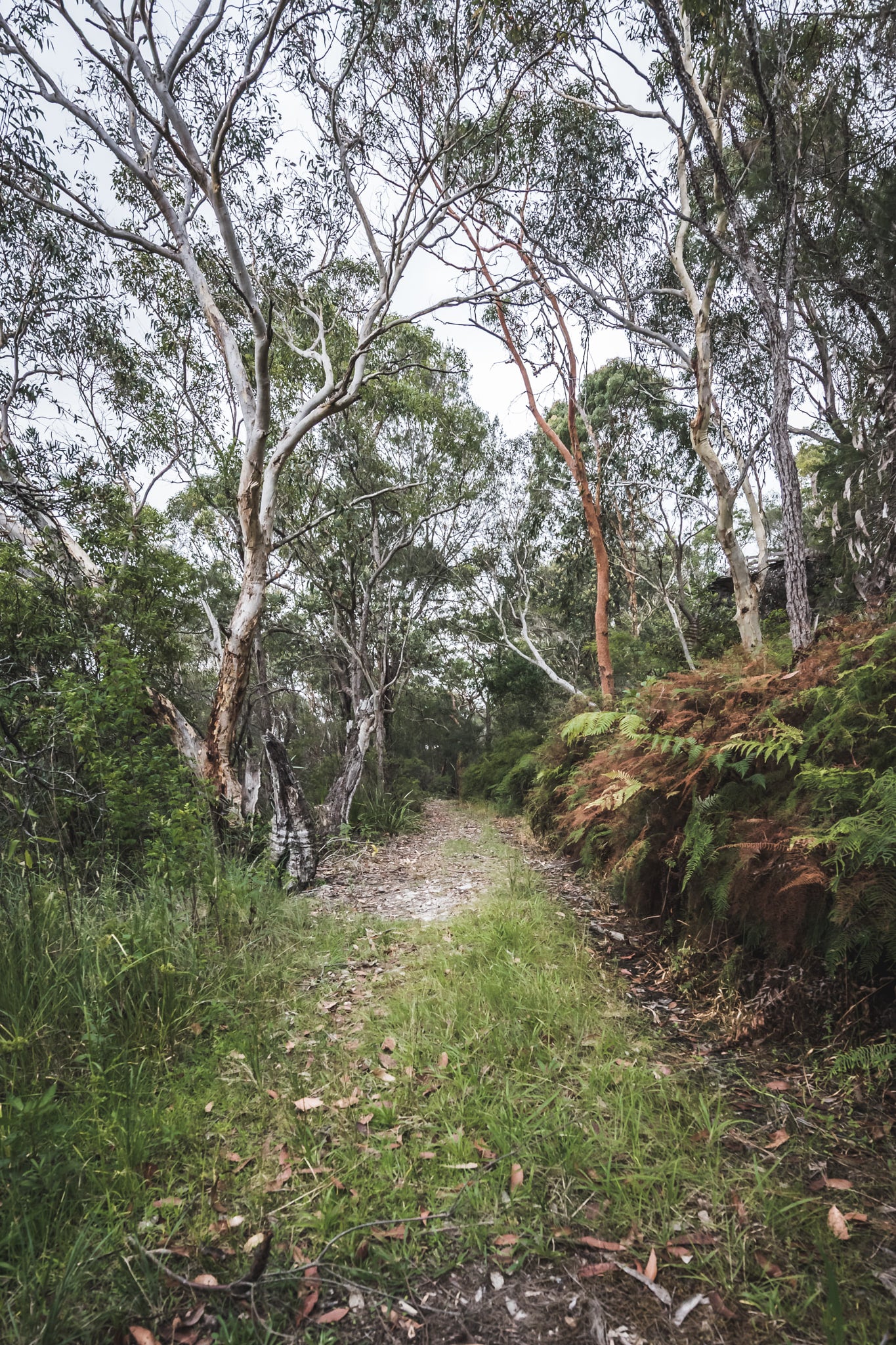 Walking Track | Waratah Park