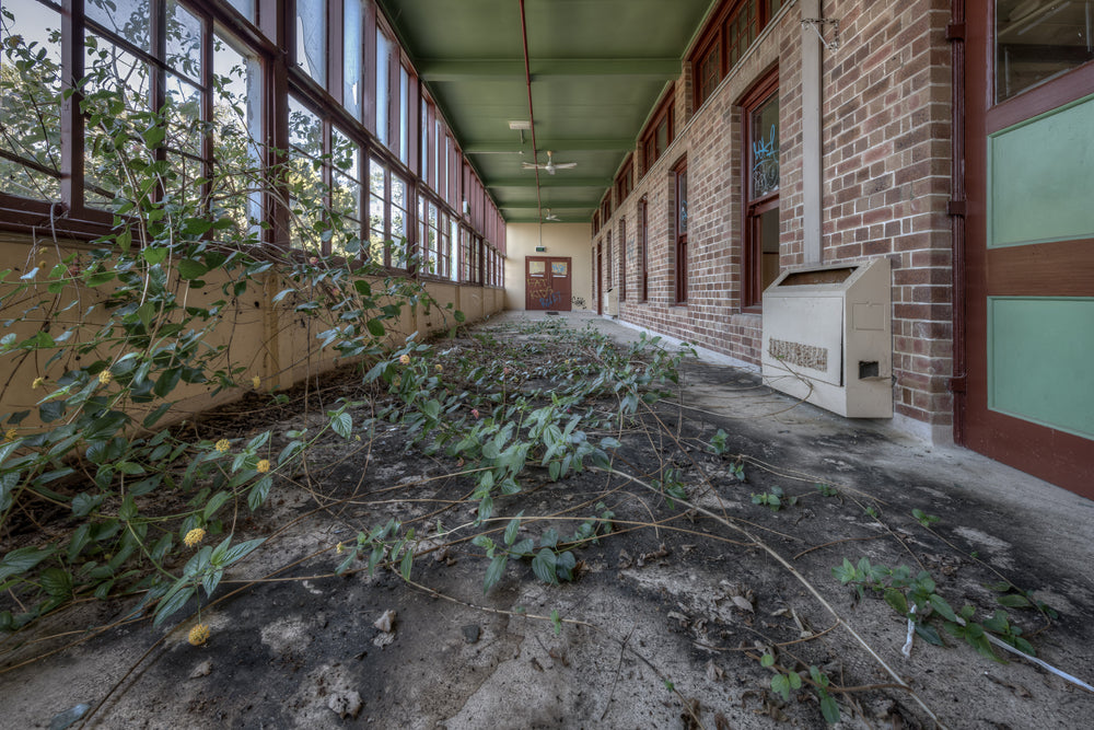 Encroach at Waterfall Sanatorium, vegetation slowly making its way from the outside to the interior of the building.