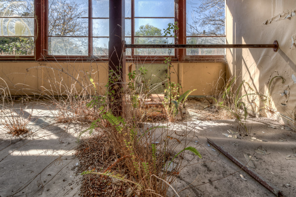 Overgrown at Waterfall Sanatorium, ferns and dried grass push through cracks in the concrete floor.