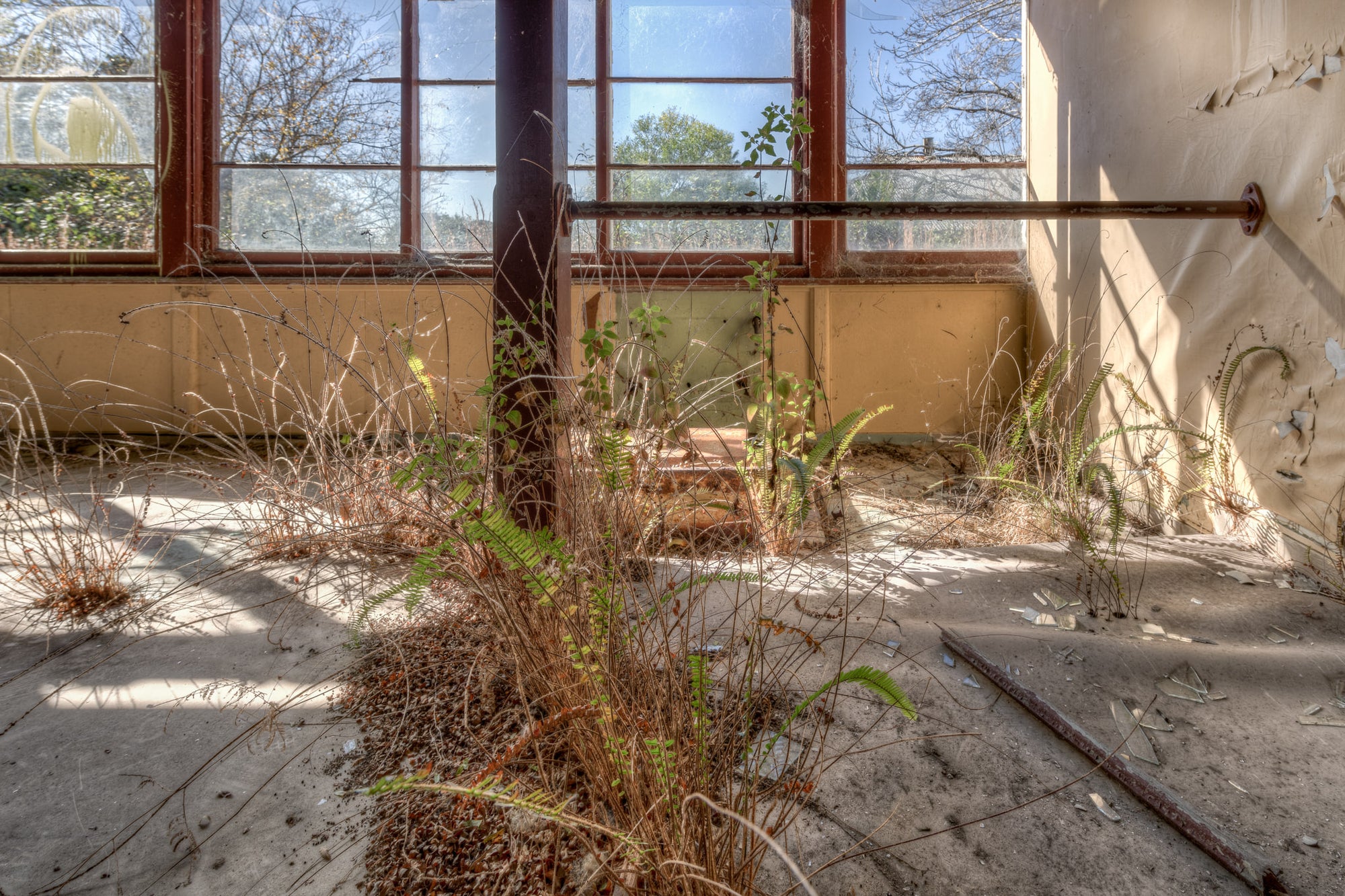 Overgrown at Waterfall Sanatorium, ferns and dried grass push through cracks in the concrete floor.