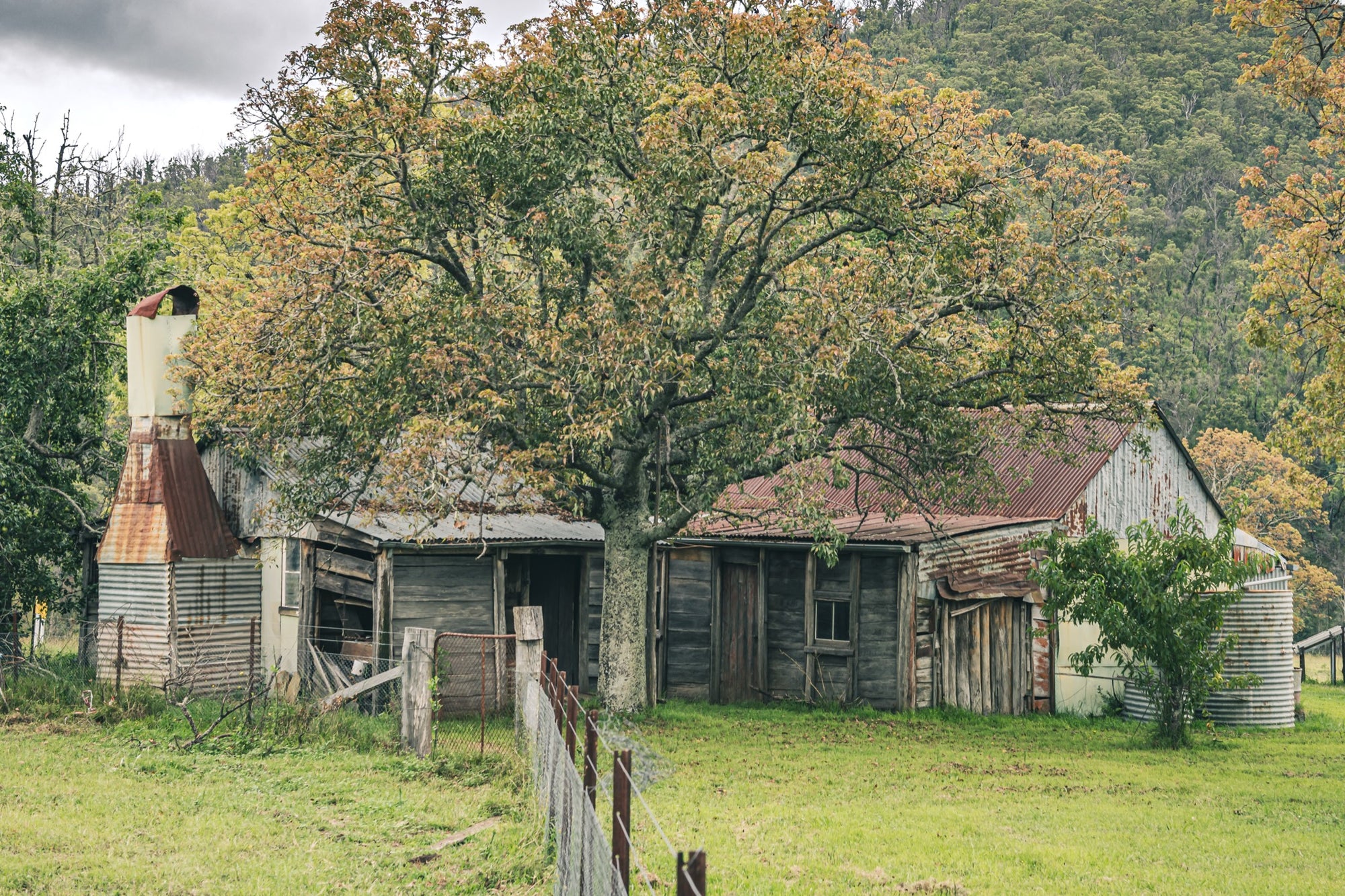 A weathered timber and corrugated iron farmhouse at Woolla, seen behind a large tree in autumn colour, with rusting roof sheets, a tall metal chimney flue, and galvanised tanks, forested hills in the background.