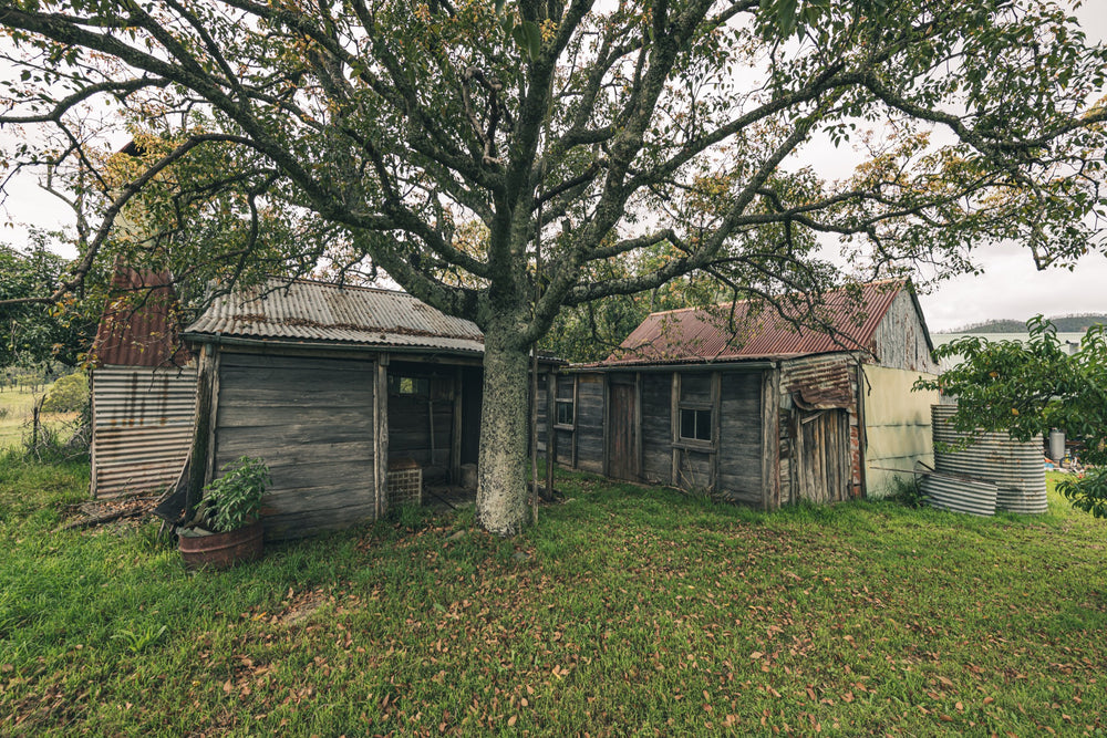 Two weathered timber sheds with corrugated iron roofs beneath a bare-limbed tree at Woolla, Deua River Valley, with a windowed lean-to and two corrugated water tanks to the right.