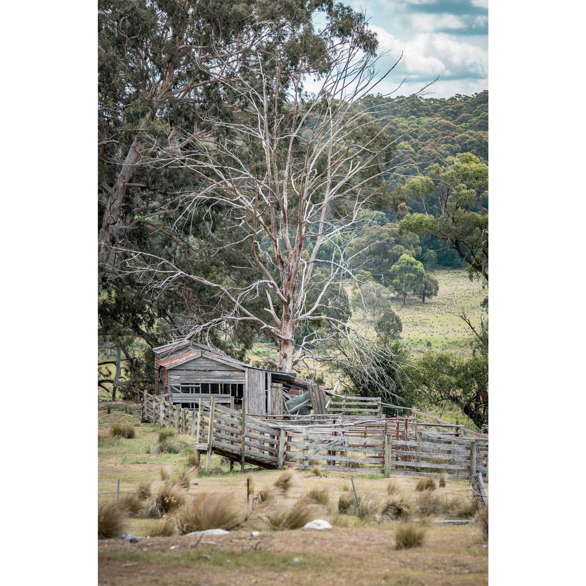 Cattle Yard | A Place to Call Home Fine Art Print - Lost Collective Shop