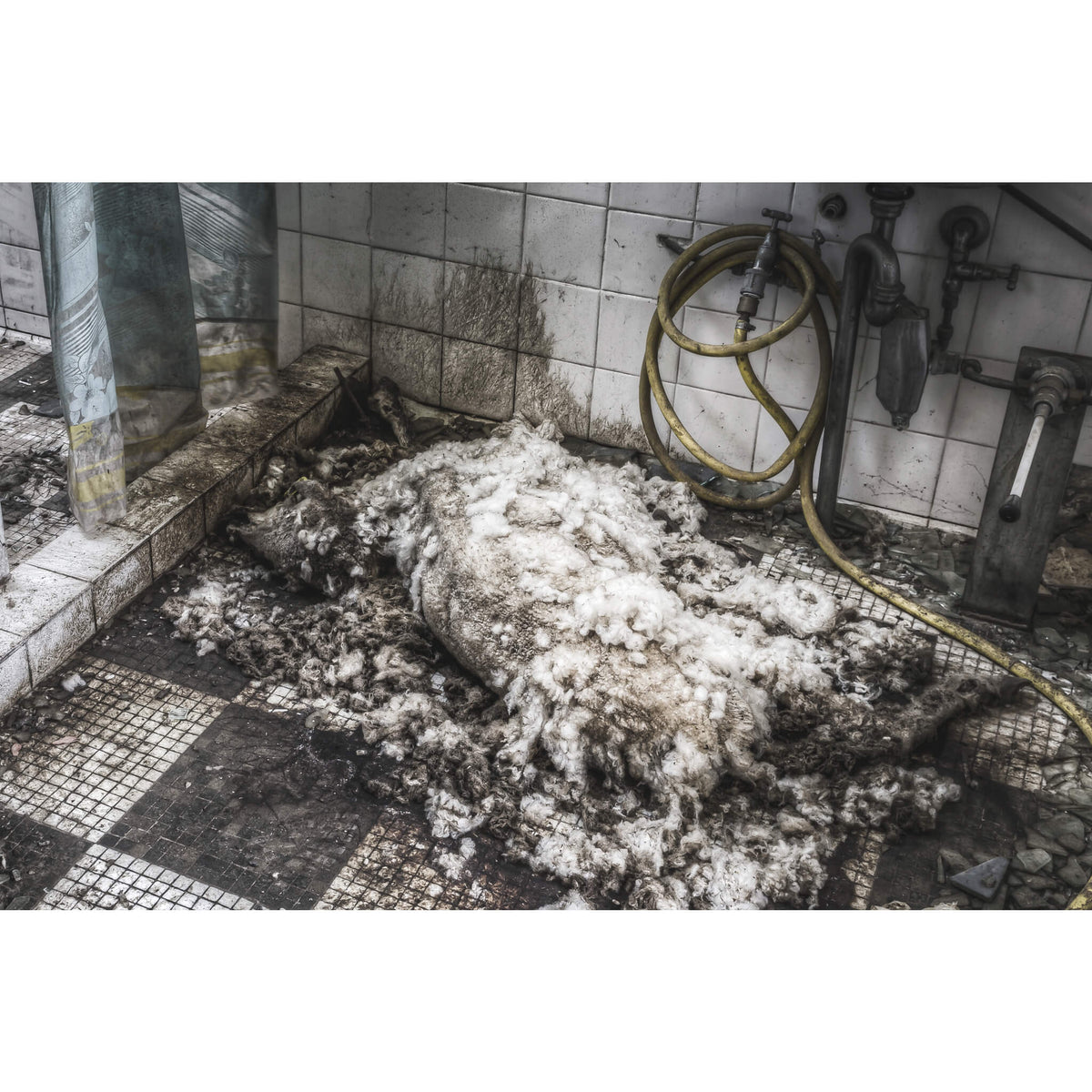 Dead Sheep | Blayney Abattoir