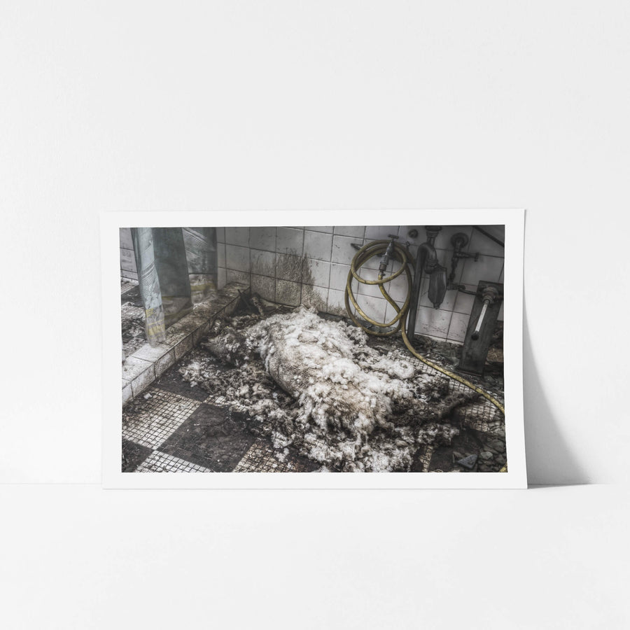 Dead Sheep at Blayney Abattoir, a mass of raw wool and organic matter covers the tiled floor of a small washroom.