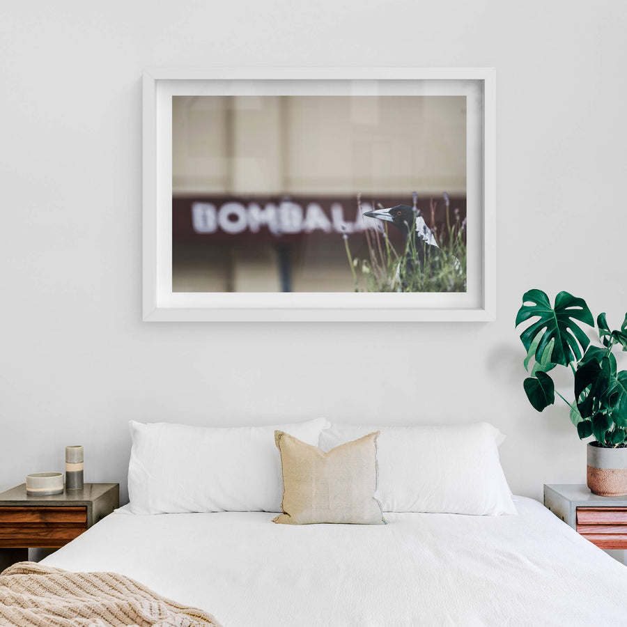 Volunteer at Bombala Station, an Australian magpie stands in a tangle of grass and lavender, head turned, orange eye sharp.