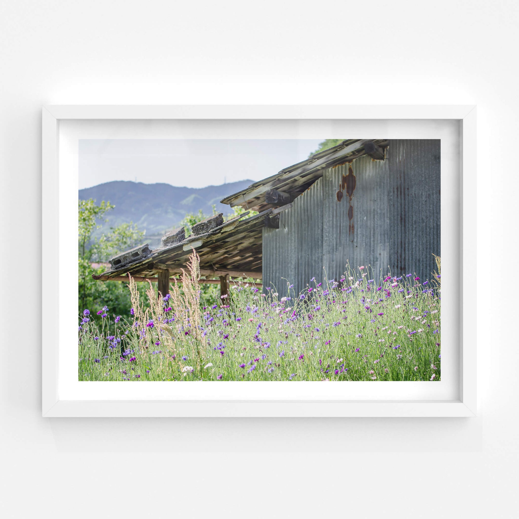 Annaka Farm Shed | Landscapes Fine Art Print - Lost Collective Shop