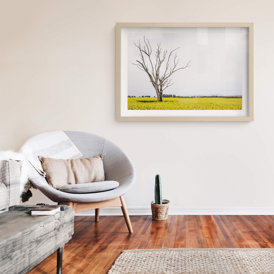 Canola Tree at Landscapes, a dead tree standing amongst a sea of yellow on a bleak afternoon in Victoria.