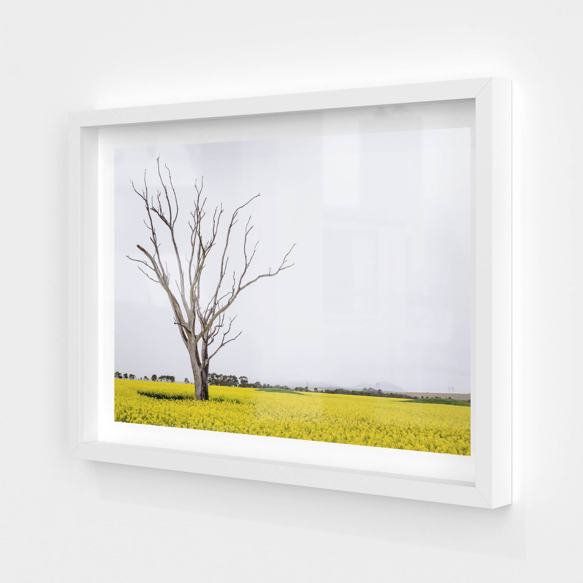 Canola Tree | Landscapes Fine Art Print - Lost Collective Shop