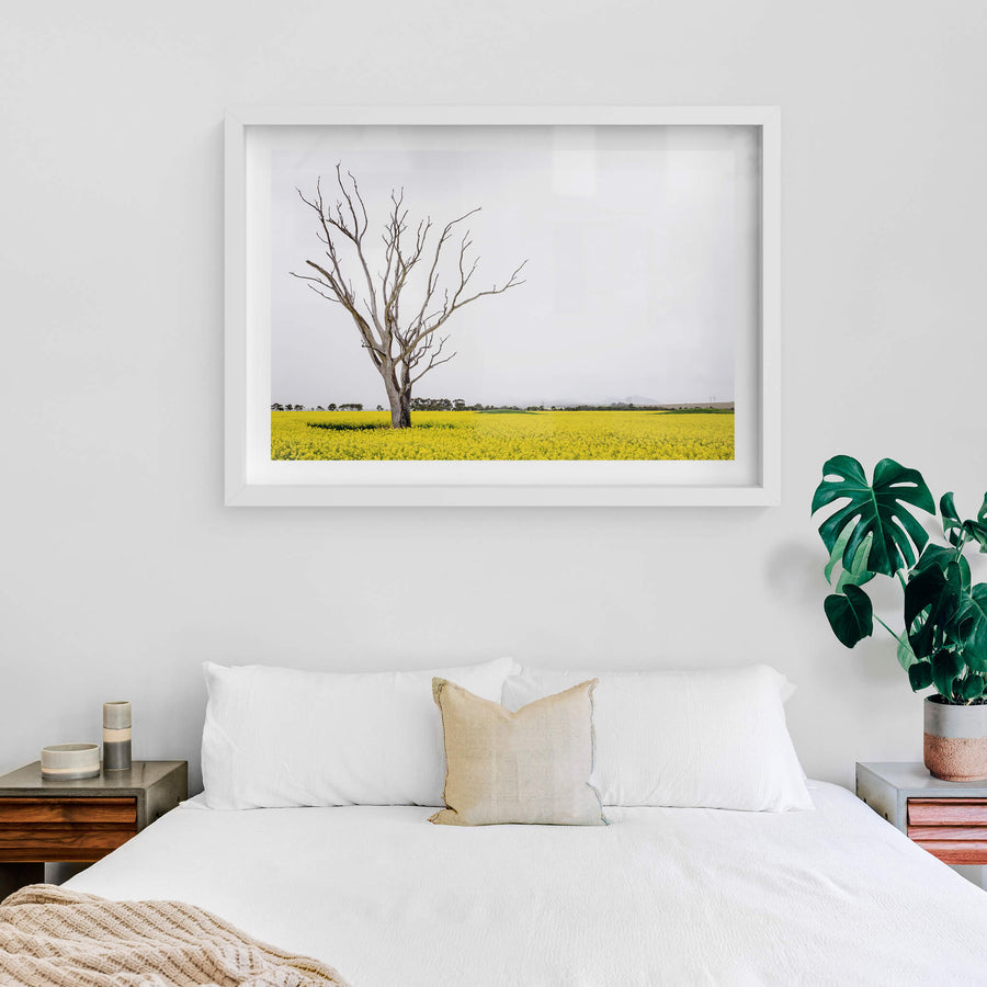 Canola Tree at Landscapes, a dead tree standing amongst a sea of yellow on a bleak afternoon in Victoria.