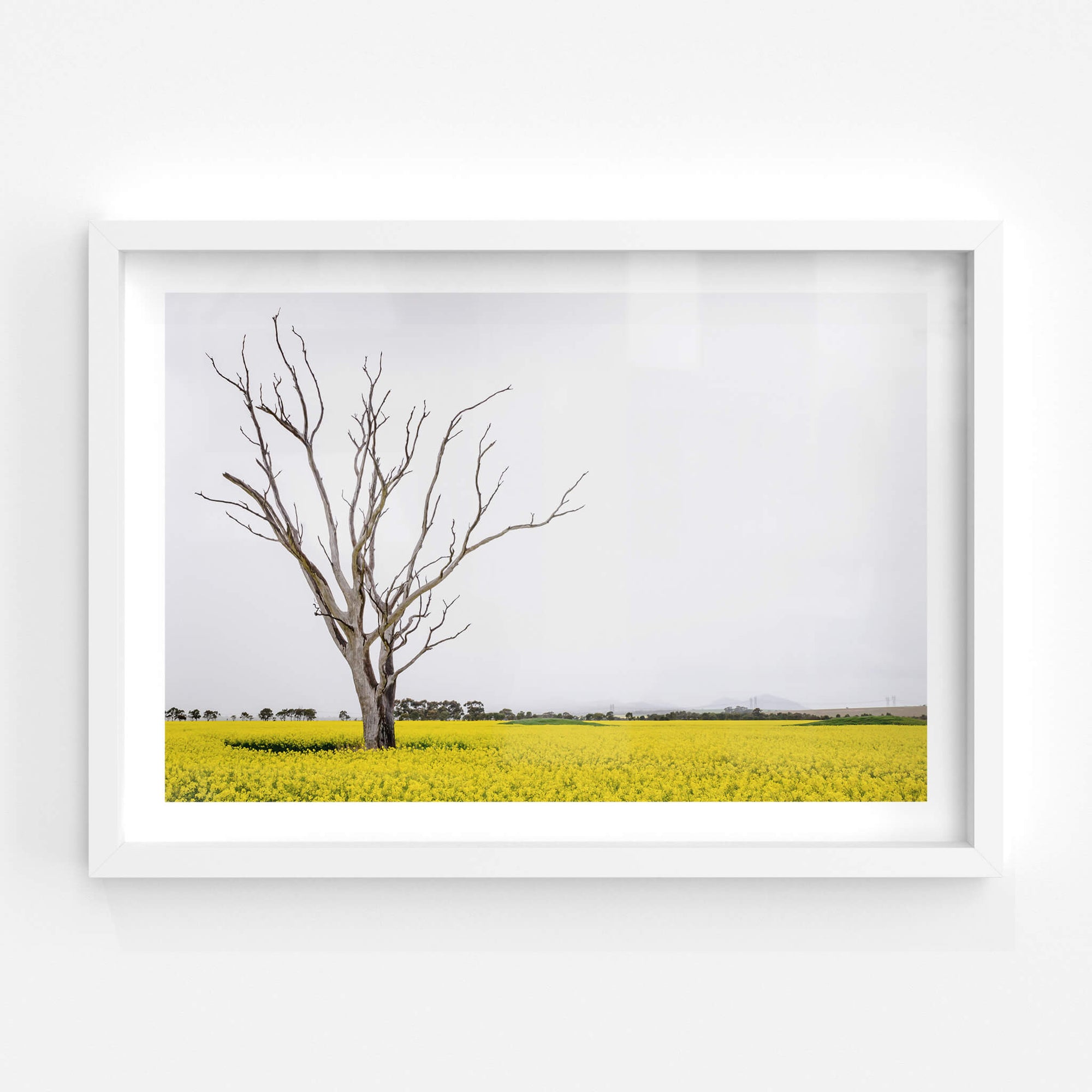 Canola Tree | Landscapes Fine Art Print - Lost Collective Shop