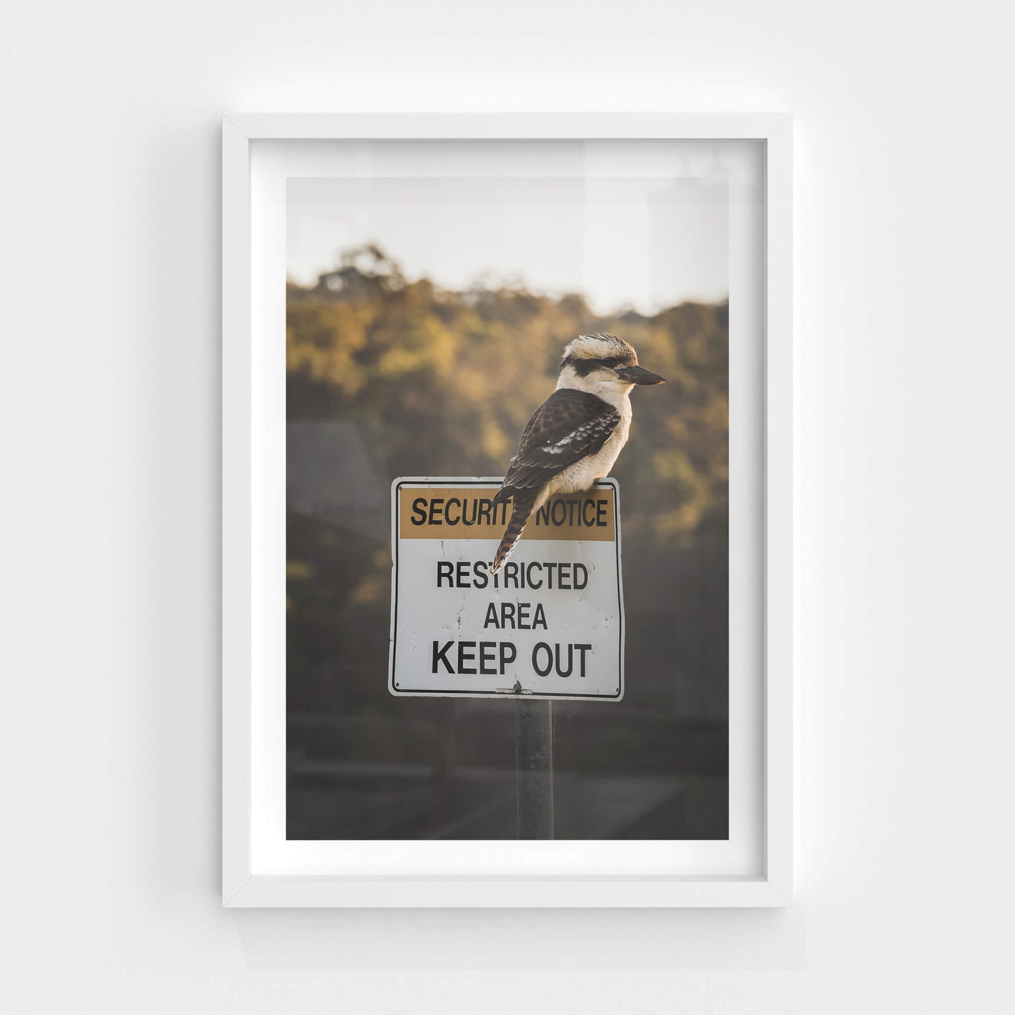 Kookaburra | Landscapes Fine Art Print - Lost Collective Shop