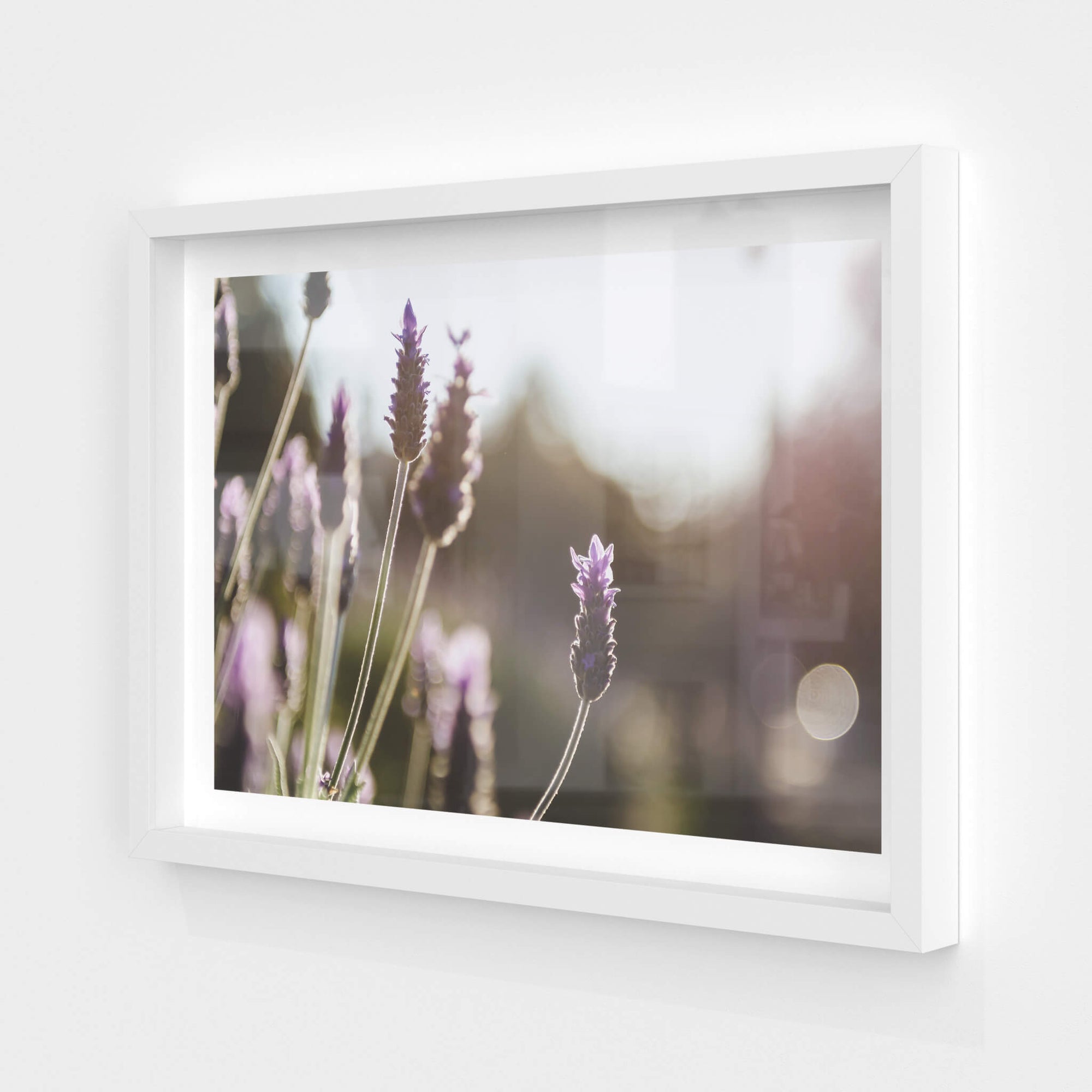 Lavender | Landscapes Fine Art Print - Lost Collective Shop