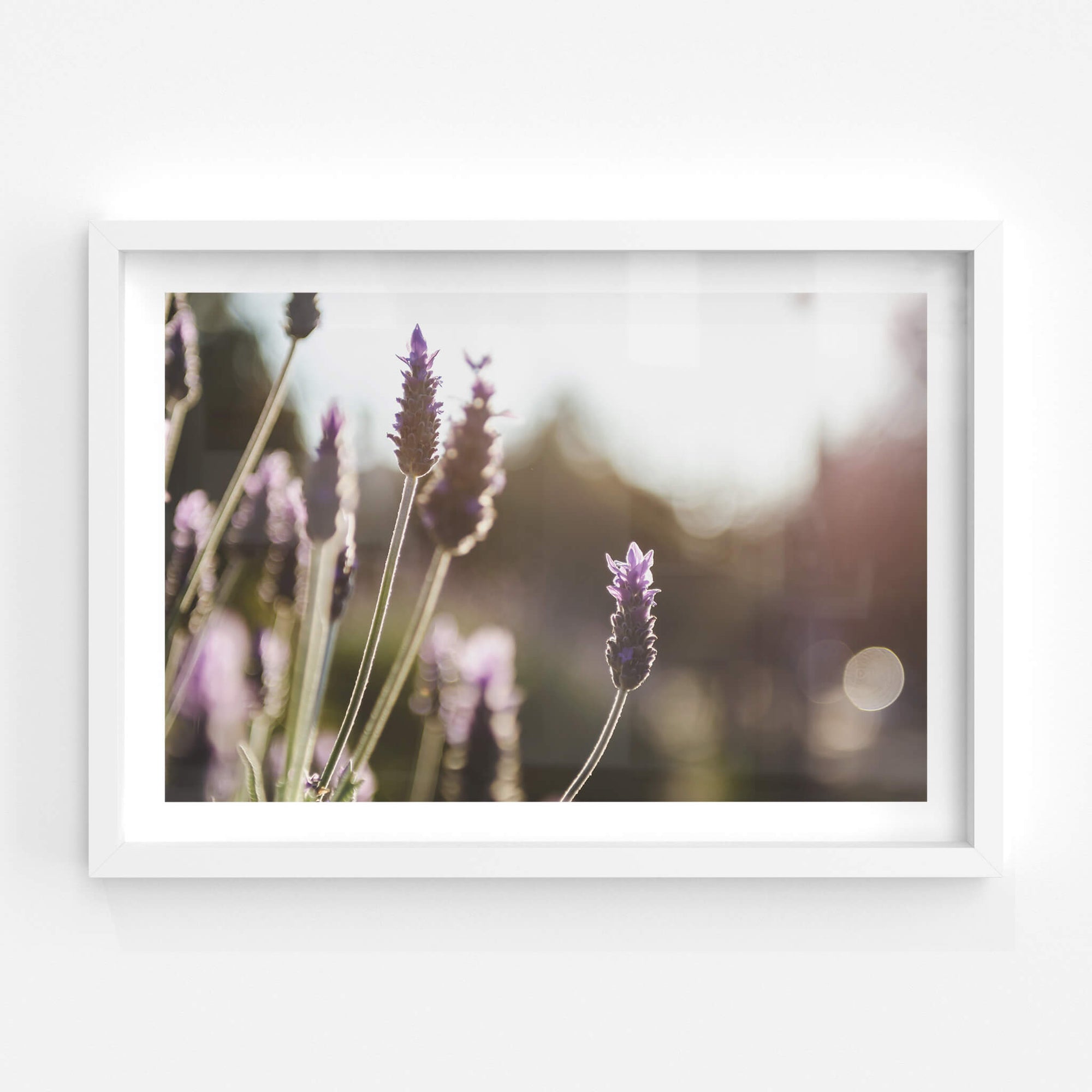 Lavender | Landscapes Fine Art Print - Lost Collective Shop