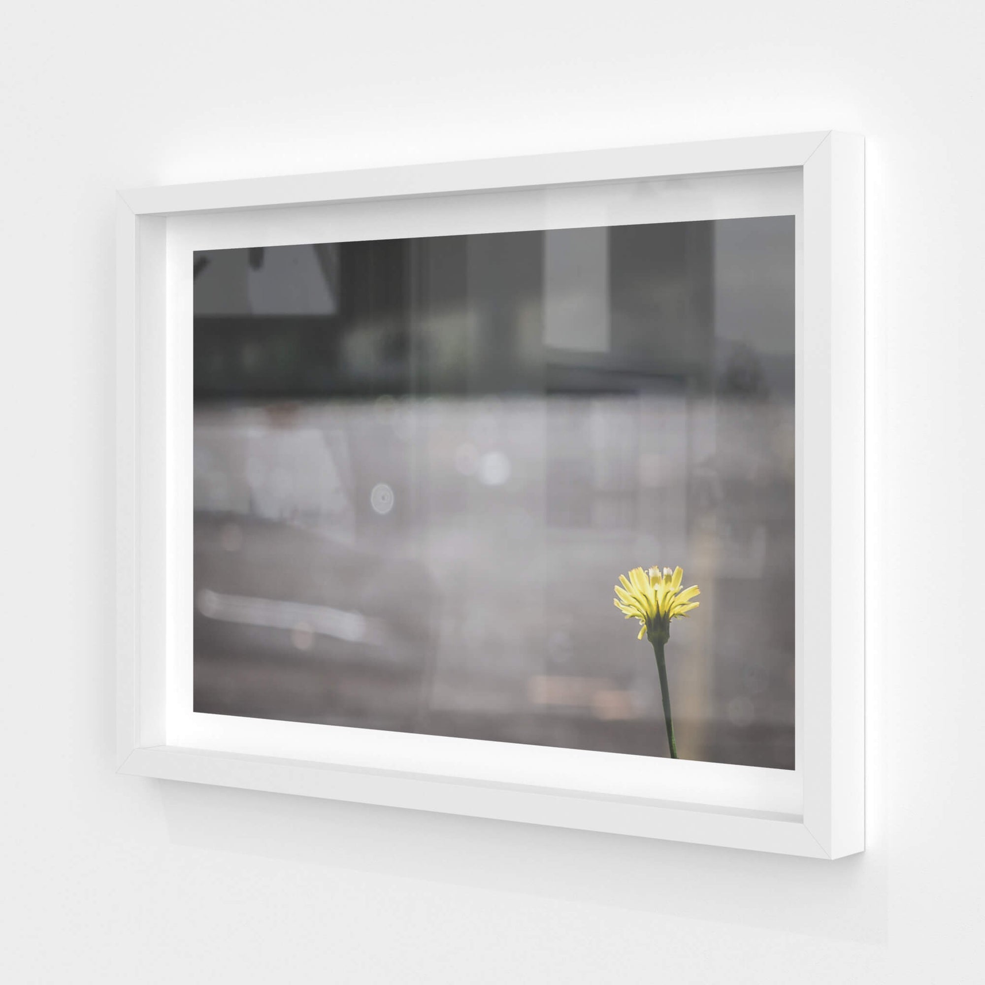 Flower | Macquarie Boys Technology High Fine Art Print - Lost Collective Shop