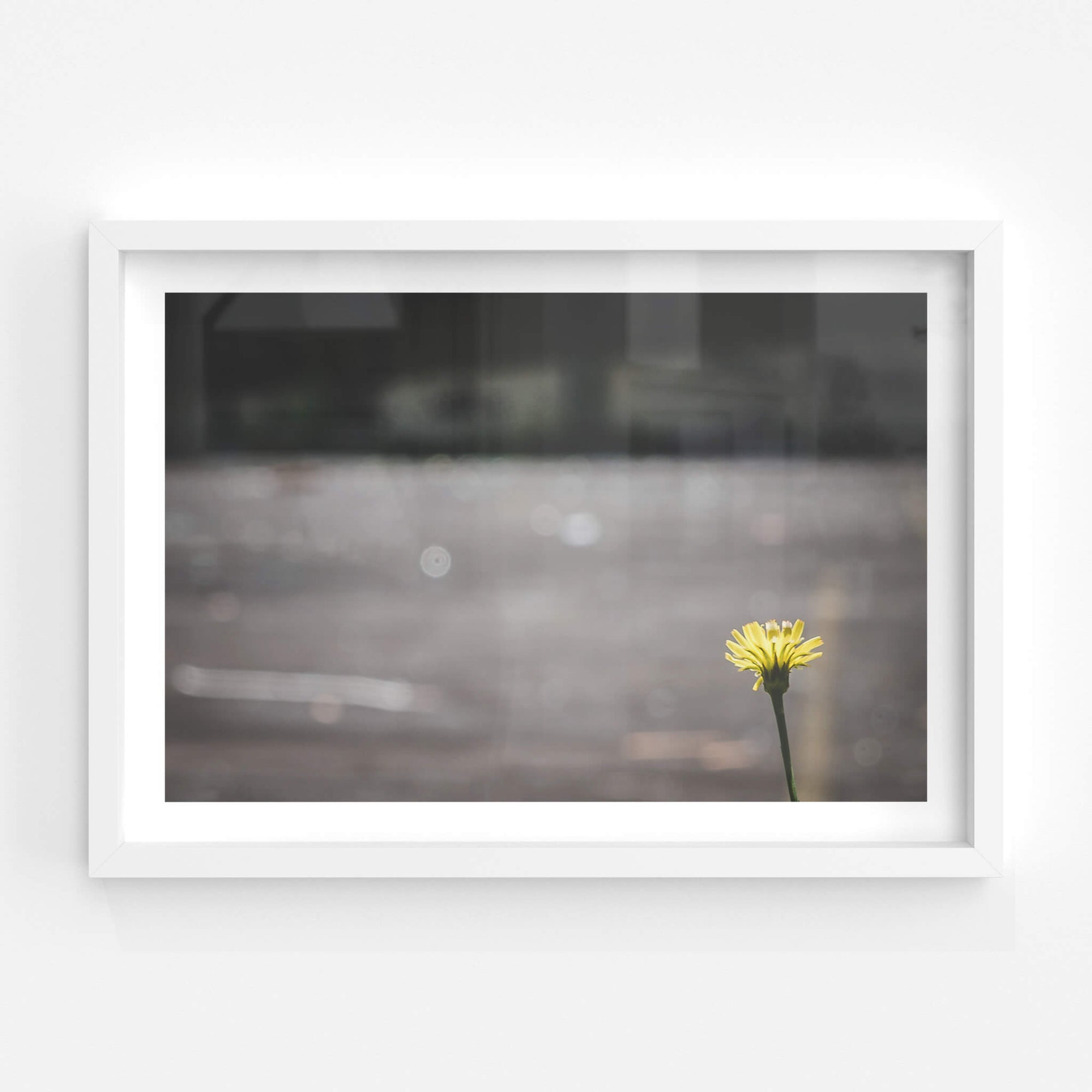 Flower | Macquarie Boys Technology High Fine Art Print - Lost Collective Shop