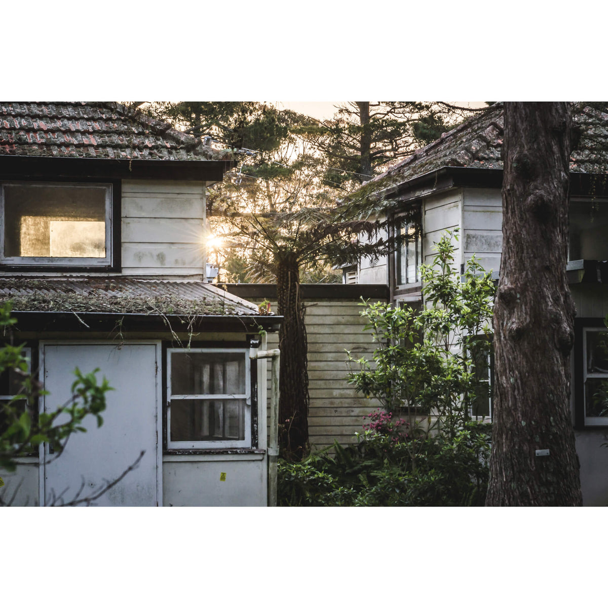 Garden | Queen Victoria Sanitorium Fine Art Print - Lost Collective Shop