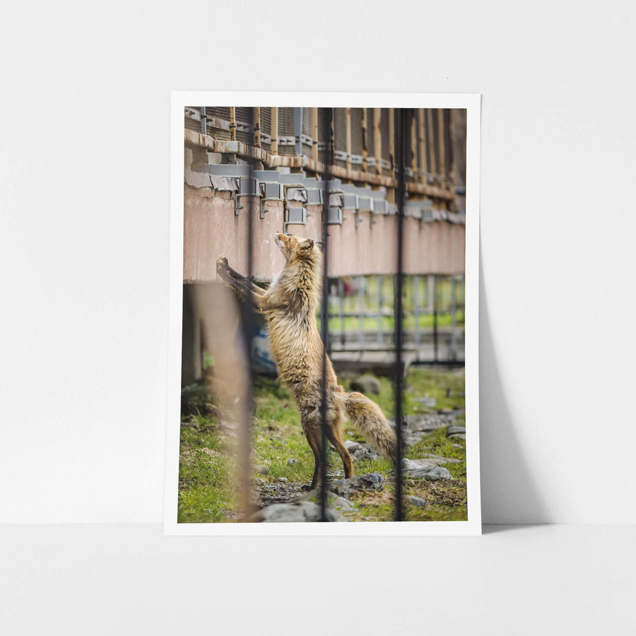 Fox at Streetscapes of Yubari, a red fox stands on its hind legs, front paws pressed against a rusted industrial structure.