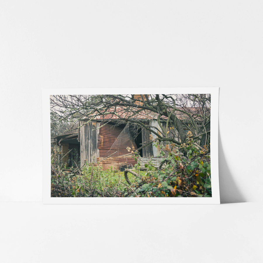 Through the Garden at The Post Office, rusted corrugated iron buckles away from the timber frame of an outbuilding.