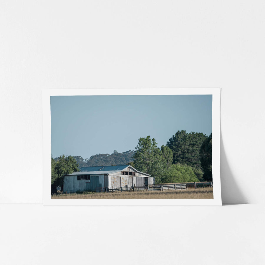 Afternoon Woolshed at The Woolshed, a corrugated iron woolshed sits low against dry summer grass.