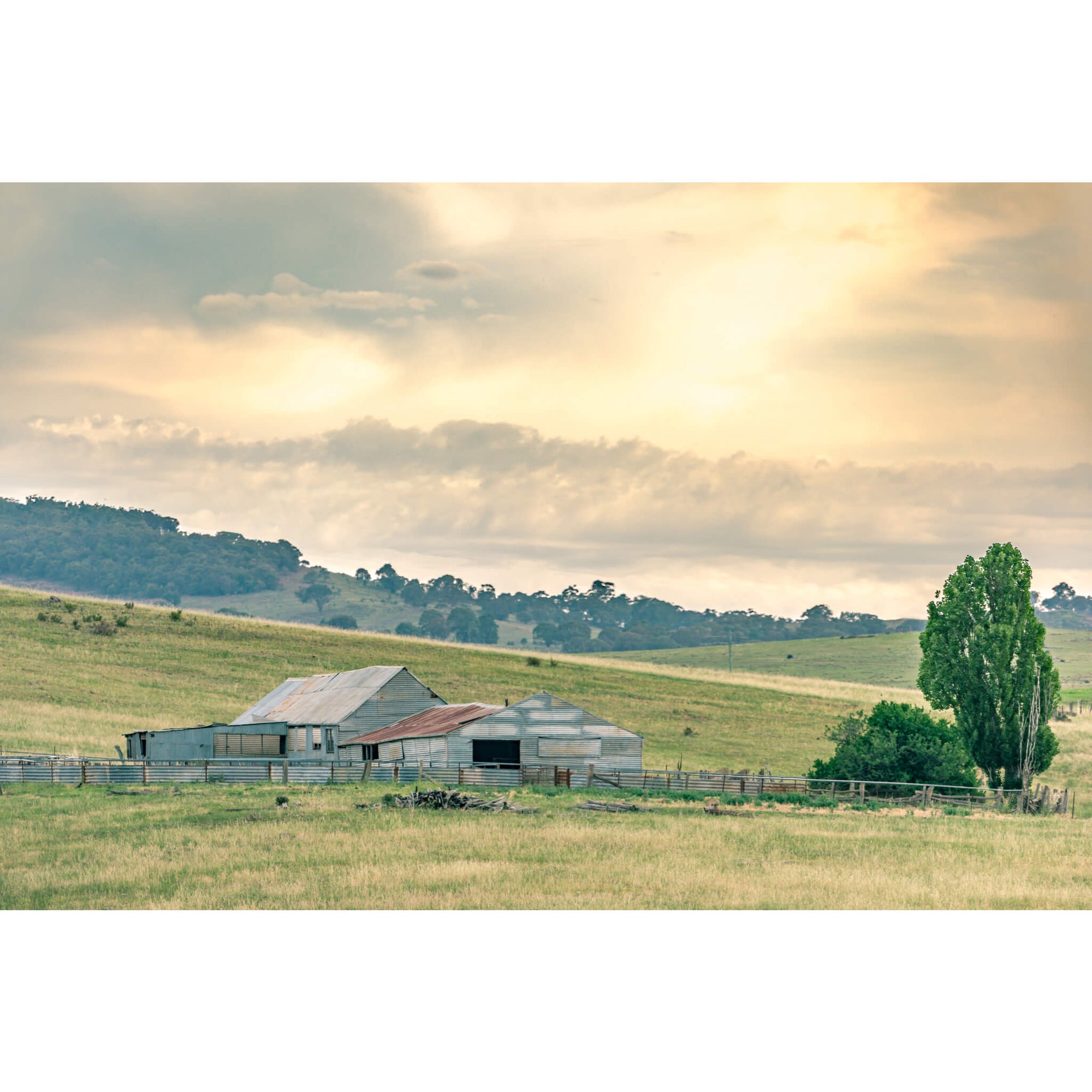 Beloka Woolshed | The Woolshed Fine Art Print - Lost Collective Shop