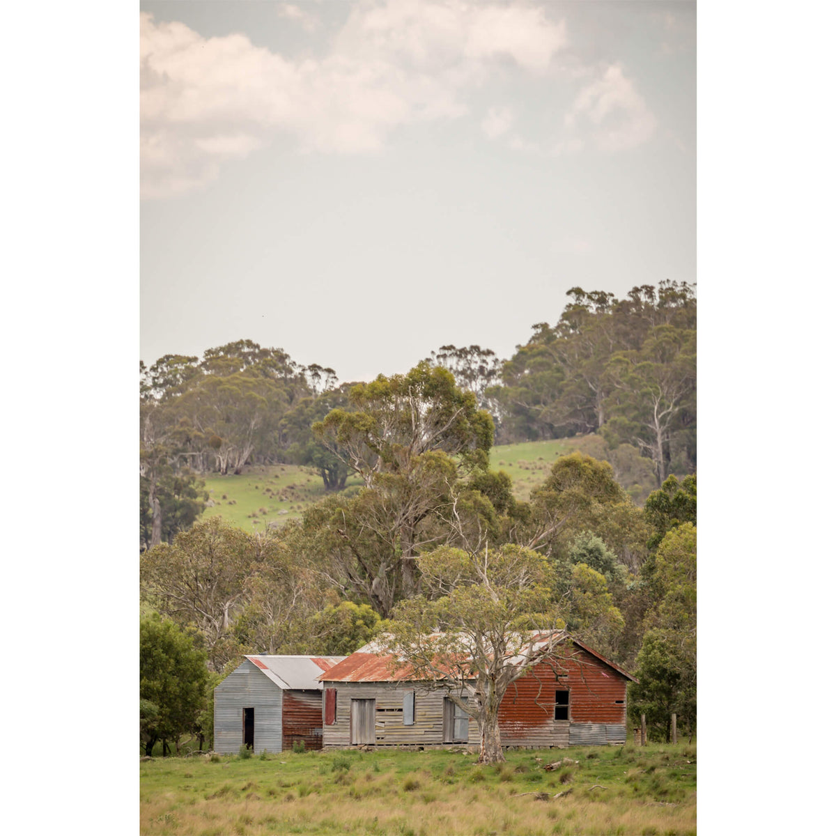 Cathcart Woolshed | The Woolshed Fine Art Print - Lost Collective Shop