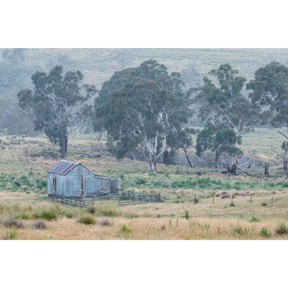 Crutching Shed in the Wet | The Woolshed Fine Art Print - Lost Collective Shop
