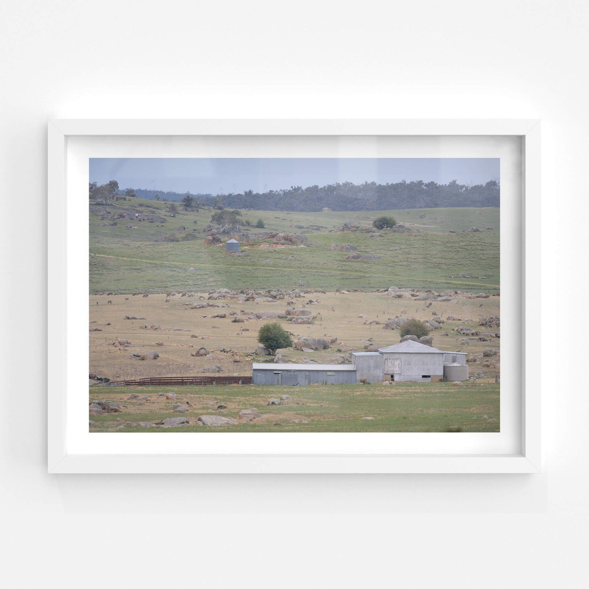 Dalgety Woolshed | The Woolshed Fine Art Print - Lost Collective Shop