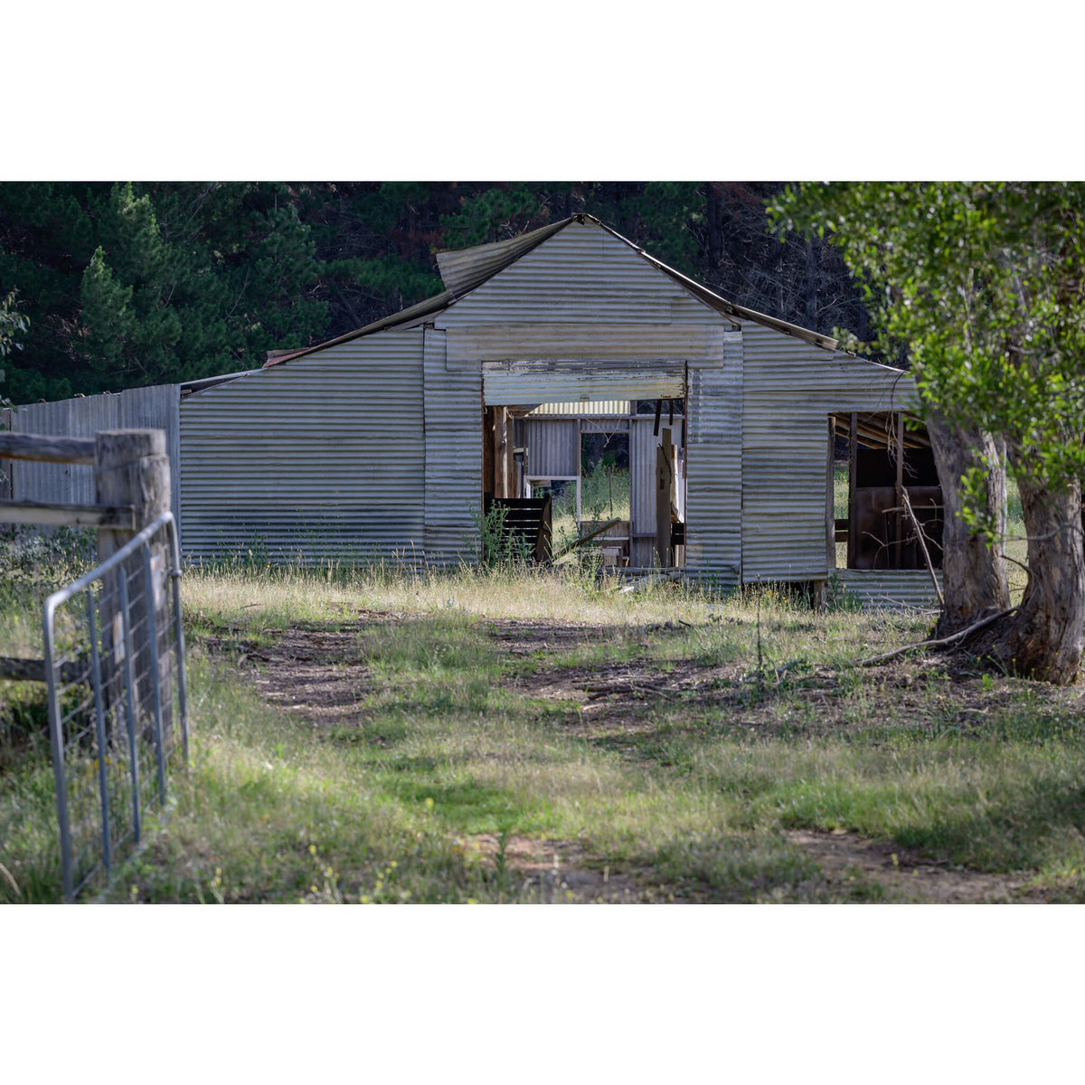 Deddick Valley Ruined Shed | The Woolshed