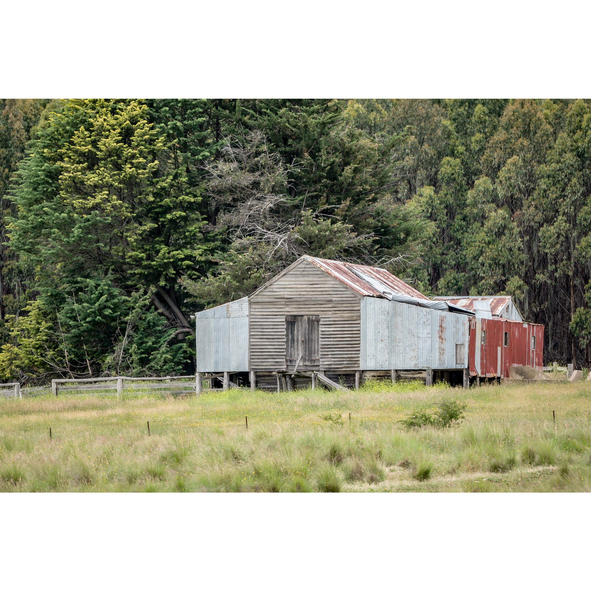Delegate River | The Woolshed Fine Art Print - Lost Collective Shop
