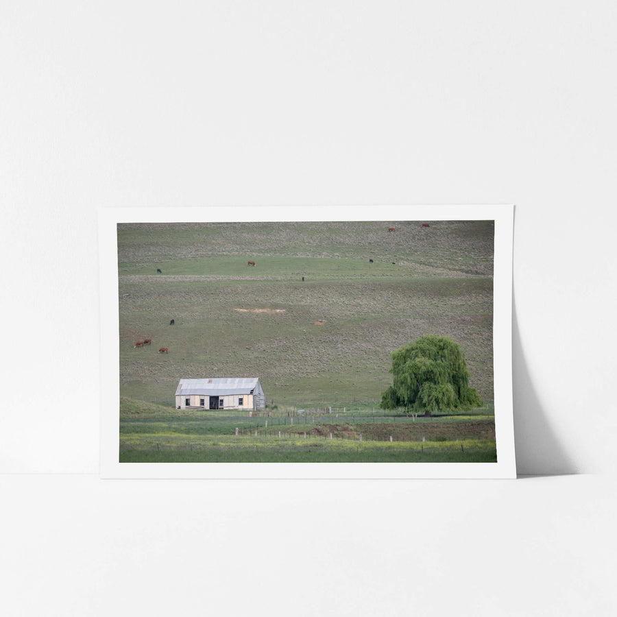 Fibro Shed at The Woolshed, a fibro and weatherboard shed sits low against a rising hillside.
