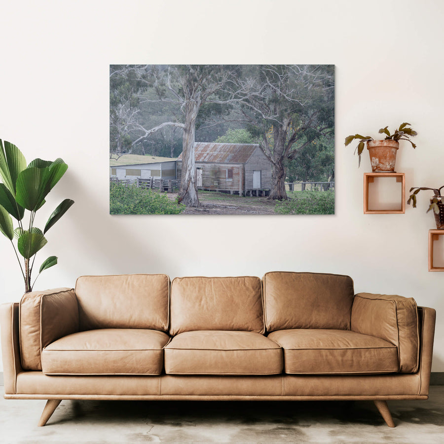 Rocky Hall Woolshed at The Woolshed, two large eucalypts frame a weatherboard woolshed at Rocky Hall, their pale trunks.