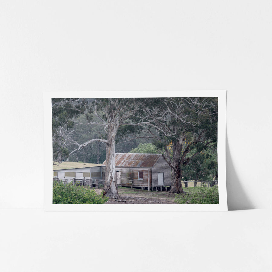 Rocky Hall Woolshed at The Woolshed, two large eucalypts frame a weatherboard woolshed at Rocky Hall, their pale trunks.
