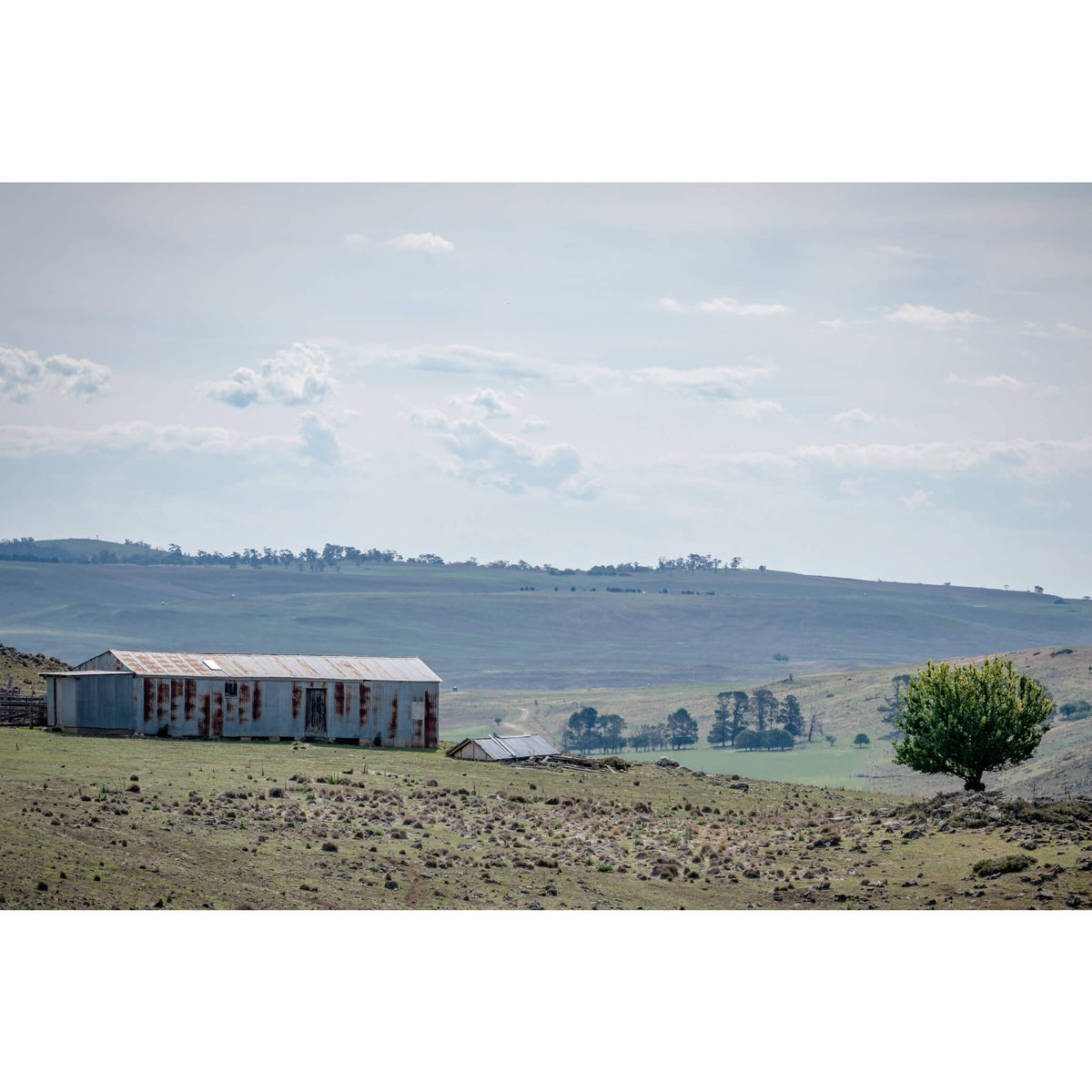 Springvale Woolshed | The Woolshed Fine Art Print - Lost Collective Shop