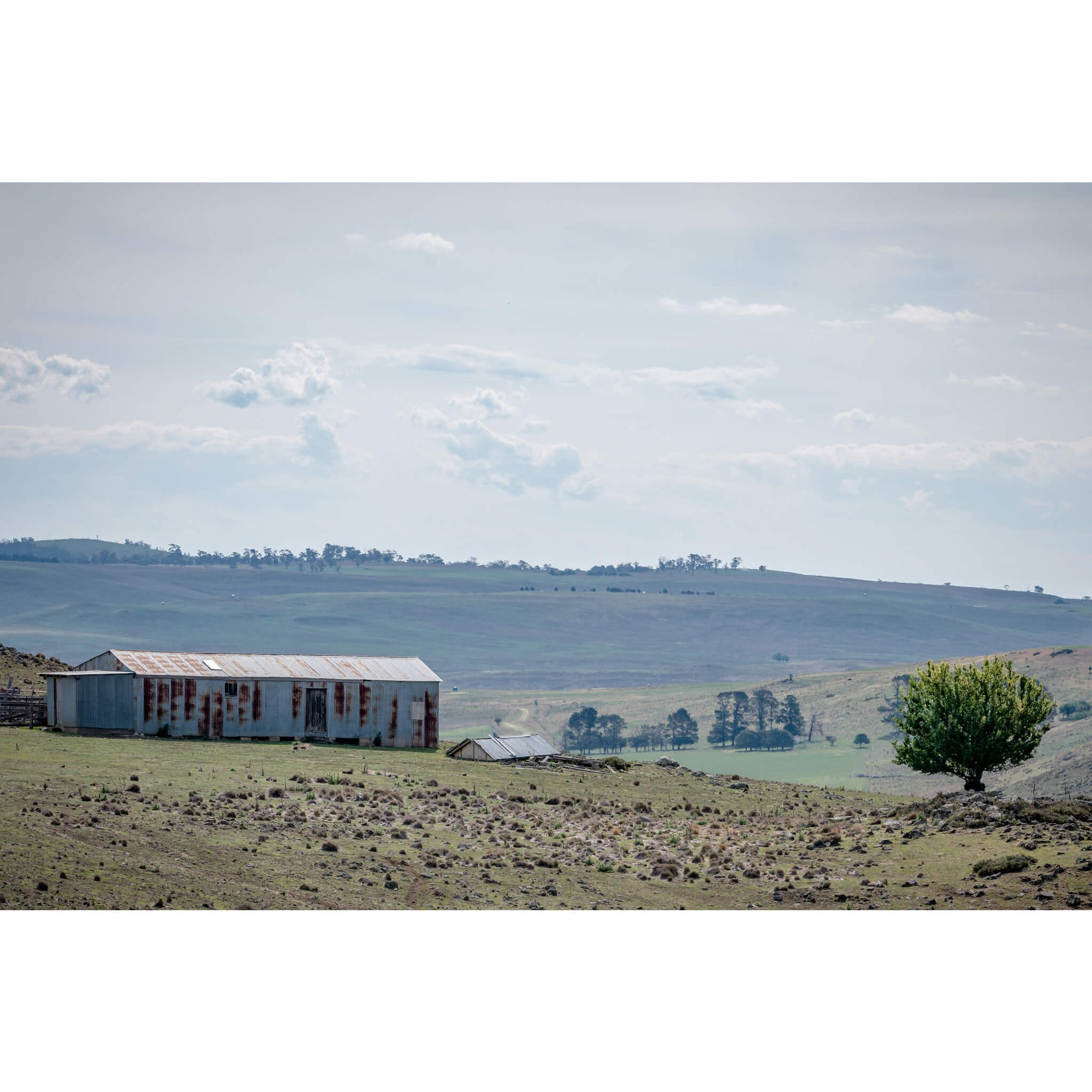 Springvale Woolshed | The Woolshed Fine Art Print - Lost Collective Shop