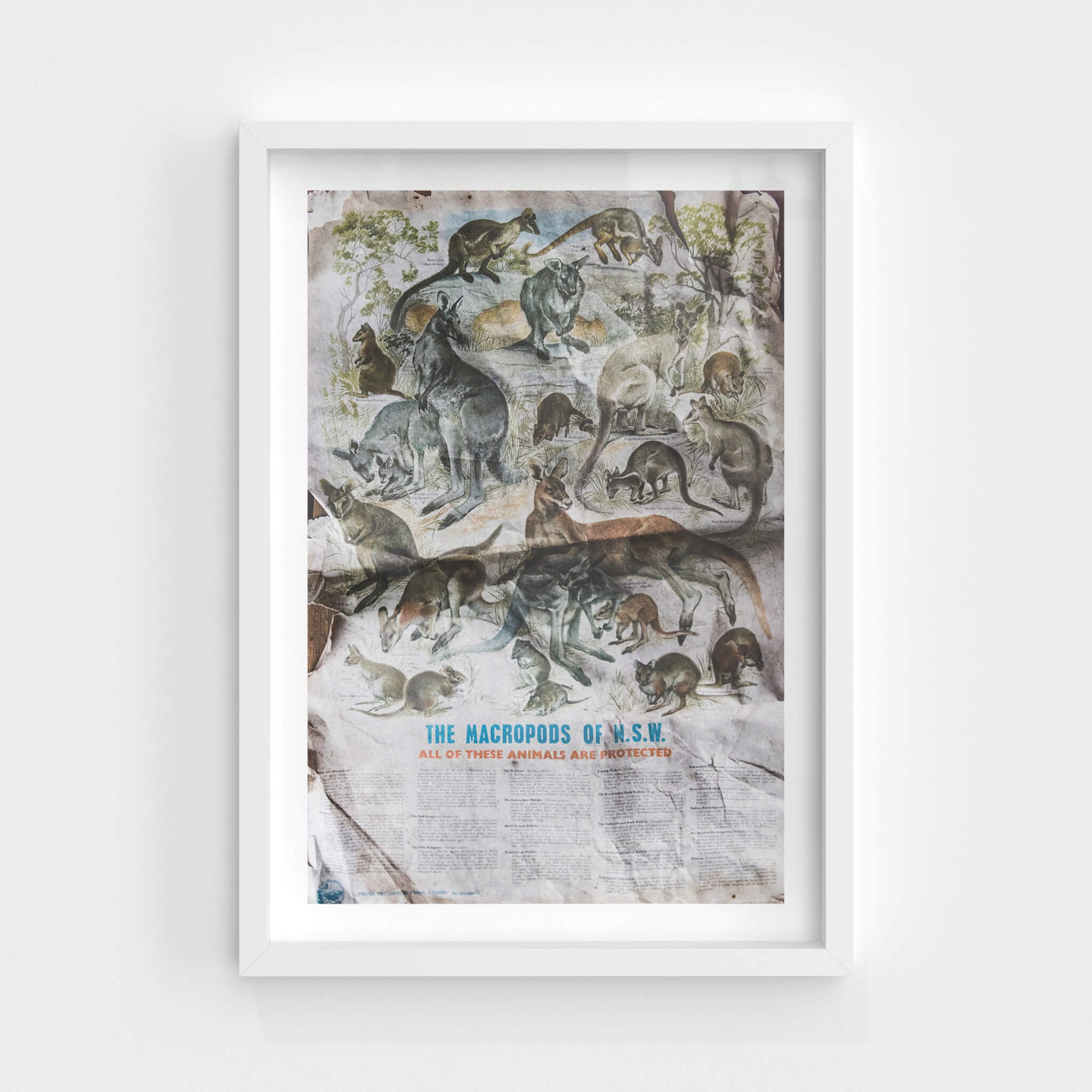 Macropods Poster | Waratah Park